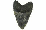 Fossil Megalodon Tooth - North Carolina #158184-1